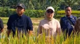 Kepala Dinas Pertanian