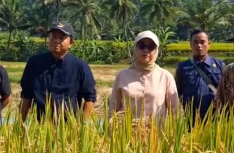 Kepala Dinas Pertanian