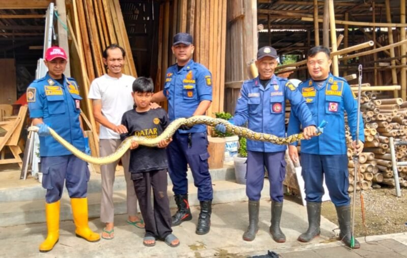 Tim Rescue Pos Damkar Palabuhanratu berhasil mengevakuasi seekor ular sanca kembang sepanjang 2,5 meter dengan berat sekitar 30 kg dari sebuah toko material di Sukabumi. 