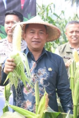 Wakil Bupati Sukabumi Hadiri Panen Raya Jagung Serentak Kuartal II 2025