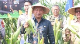 Wakil Bupati Sukabumi H. Andreas menghadiri Panen Raya Jagung Serentak Kuartal II Tahun 2025 di Desa Selawangi, sebagai bentuk dukungan terhadap ketahanan pangan nasional.