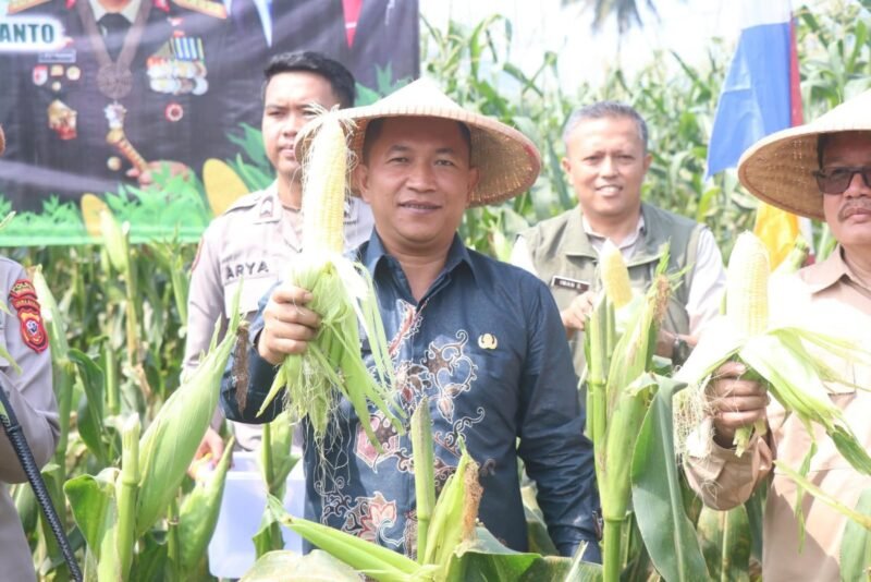 Wakil Bupati Sukabumi H. Andreas menghadiri Panen Raya Jagung Serentak Kuartal II Tahun 2025 di Desa Selawangi, sebagai bentuk dukungan terhadap ketahanan pangan nasional.