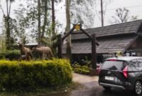 Libur Natal dan Tahun Baru 2025/2026 membawa angin segar bagi kawasan wisata Ranca Upas, Ciwidey.