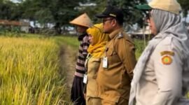 Kepala Dinas Pertanian Kabupaten Sukabumi, H. Aep Majmudin,